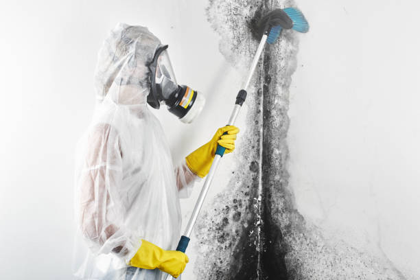 Mold Remediation for Vacation Homes in Dunn Loring, VA