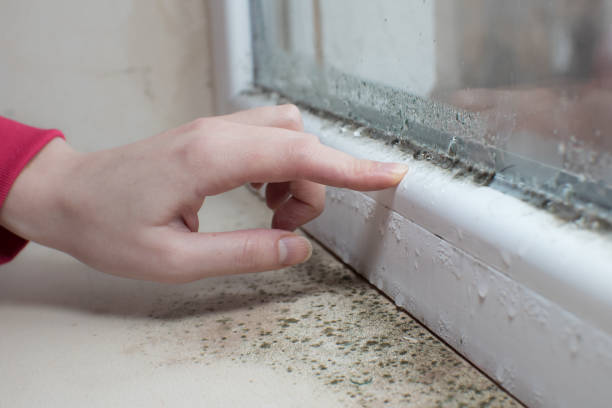 Best Mold Odor Removal Services  in Dunn Loring, VA