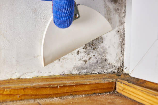 Best Air Quality Testing for Mold Spores  in Dunn Loring, VA